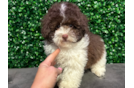 Cute Caniche Purebred Puppy