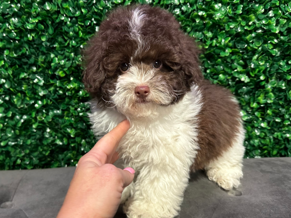 Cute Caniche Purebred Puppy