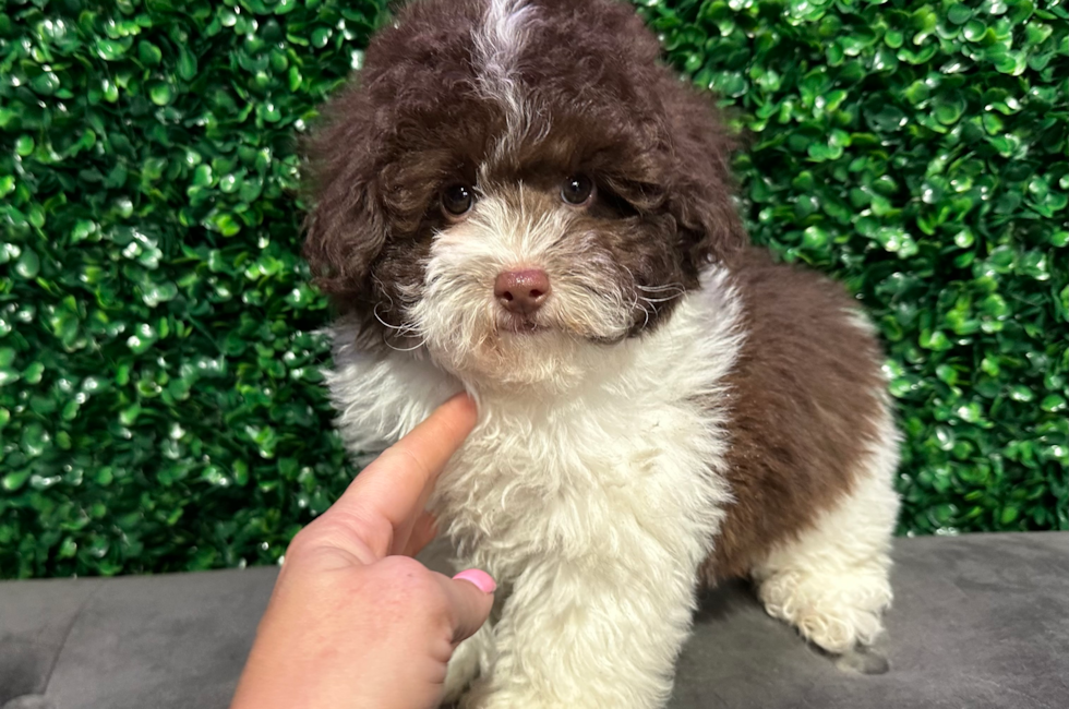 11 week old Poodle Puppy For Sale - Windy City Pups