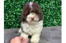 Poodle Puppy for Adoption