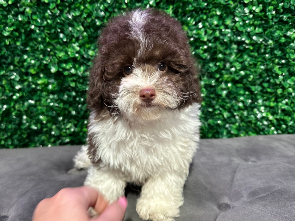 Poodle Puppy for Adoption