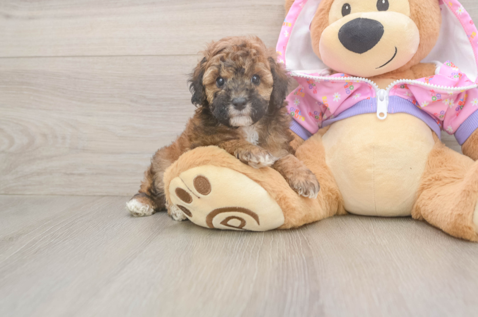 7 week old Poodle Puppy For Sale - Windy City Pups