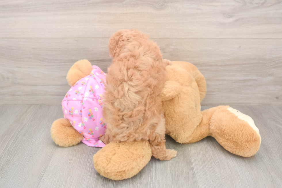 Popular Poodle Purebred Pup