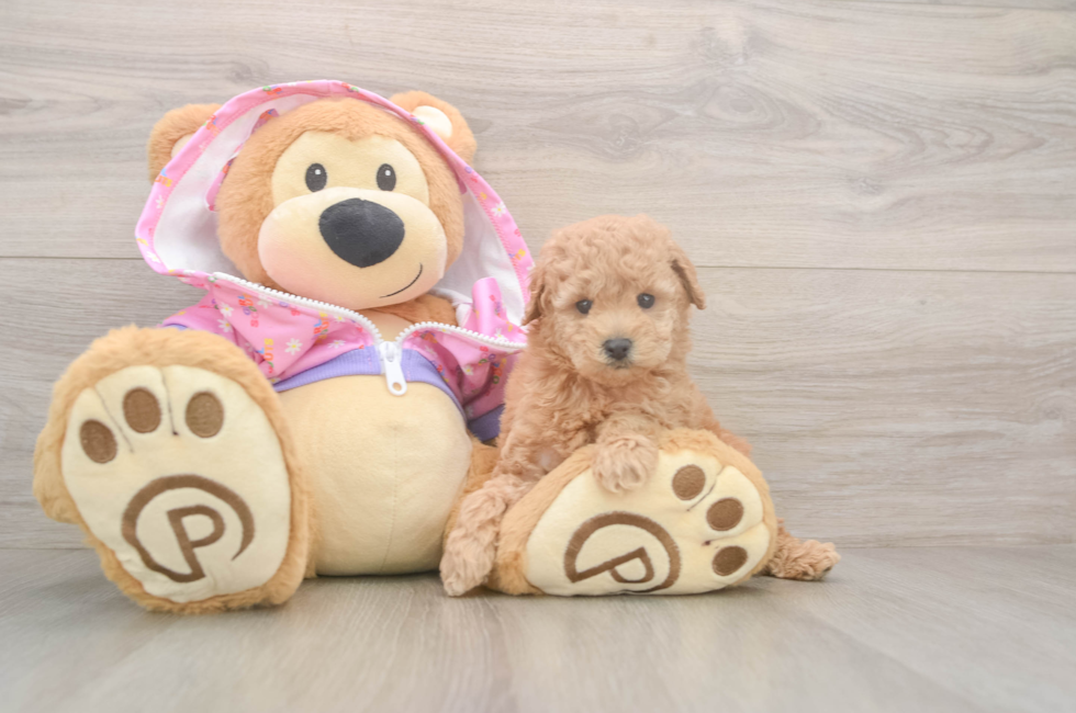 5 week old Poodle Puppy For Sale - Windy City Pups