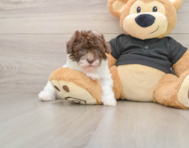 6 week old Poodle Puppy For Sale - Windy City Pups
