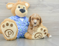 6 week old Poodle Puppy For Sale - Windy City Pups