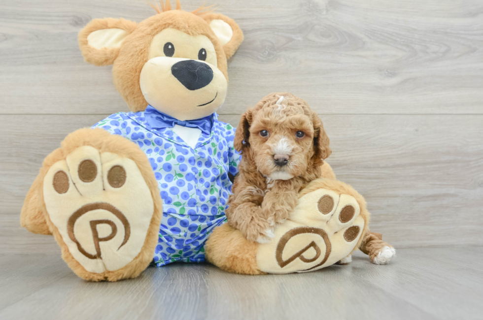 5 week old Poodle Puppy For Sale - Windy City Pups