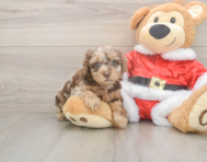 7 week old Poodle Puppy For Sale - Windy City Pups