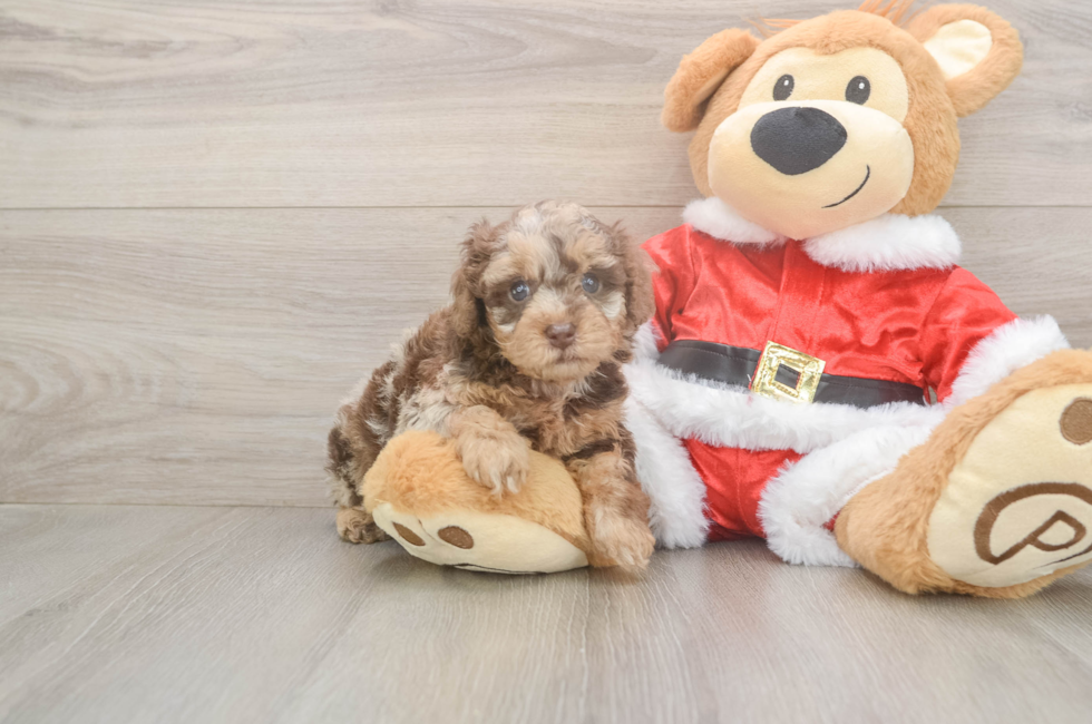 5 week old Poodle Puppy For Sale - Windy City Pups