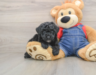 6 week old Poodle Puppy For Sale - Windy City Pups