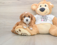 8 week old Poodle Puppy For Sale - Windy City Pups