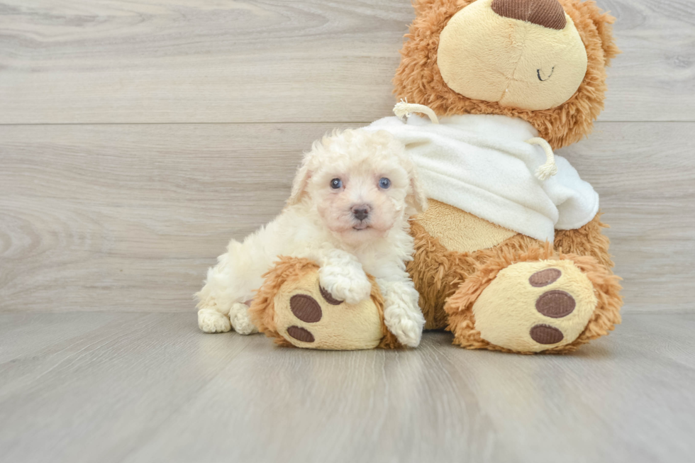 Akc Registered Poodle Baby