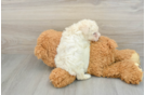 Fluffy Toy Poodle Purebred Puppy