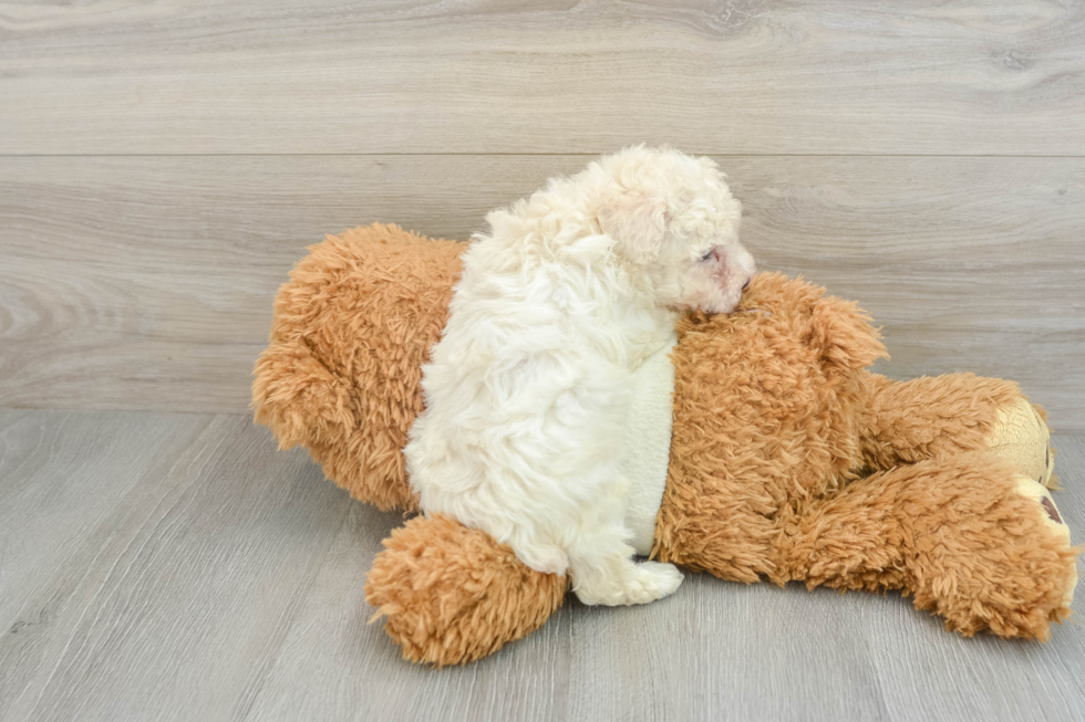 Fluffy Toy Poodle Purebred Puppy