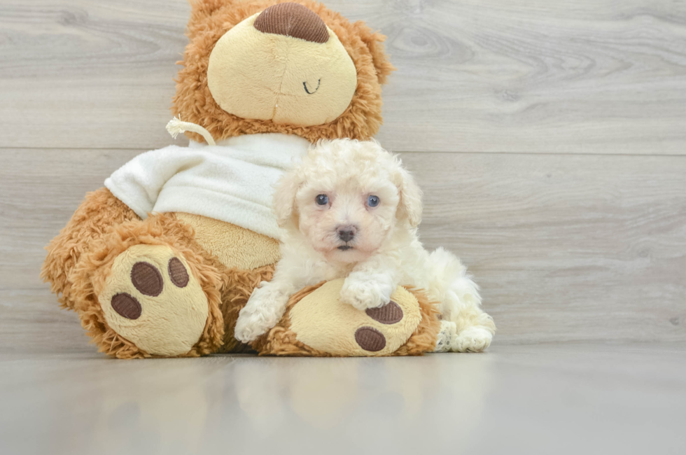 5 week old Poodle Puppy For Sale - Windy City Pups