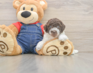 7 week old Poodle Puppy For Sale - Windy City Pups