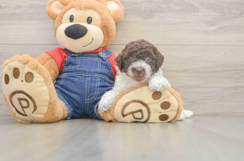 5 week old Poodle Puppy For Sale - Windy City Pups