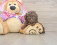 7 week old Poodle Puppy For Sale - Windy City Pups