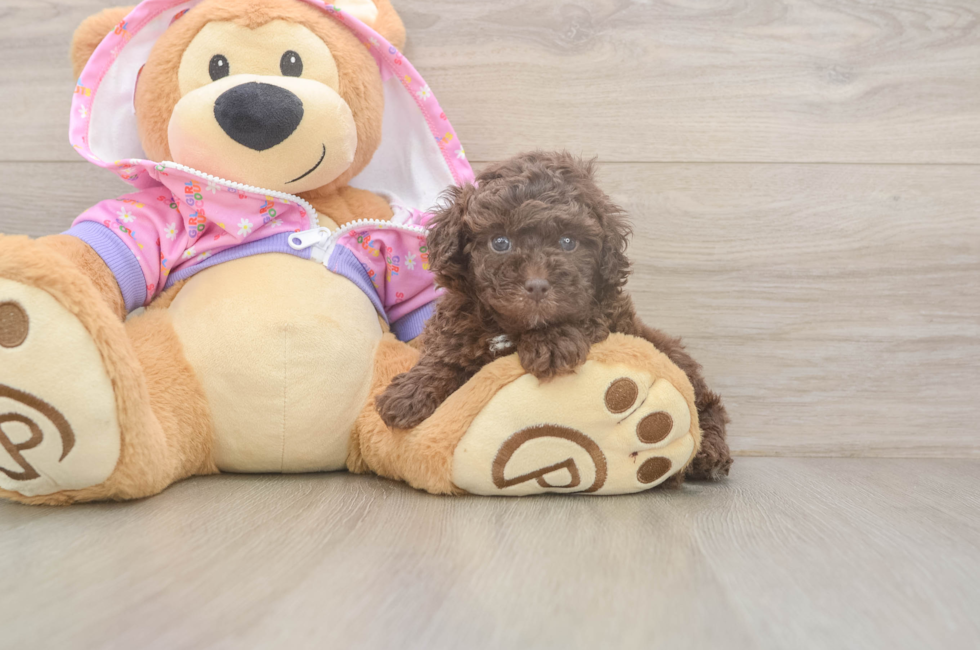 5 week old Poodle Puppy For Sale - Windy City Pups