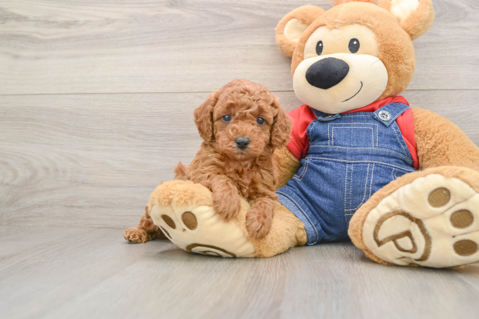 Fluffy Pooodle Purebred Puppy