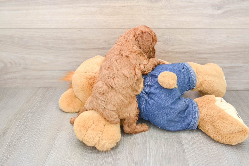 Poodle Puppy for Adoption