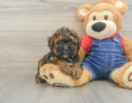 8 week old Poodle Puppy For Sale - Windy City Pups