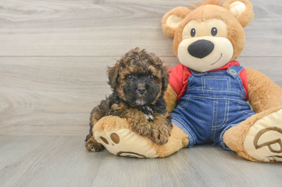 6 week old Poodle Puppy For Sale - Windy City Pups