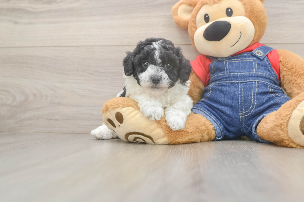 5 week old Poodle Puppy For Sale - Windy City Pups