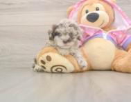 9 week old Poodle Puppy For Sale - Windy City Pups