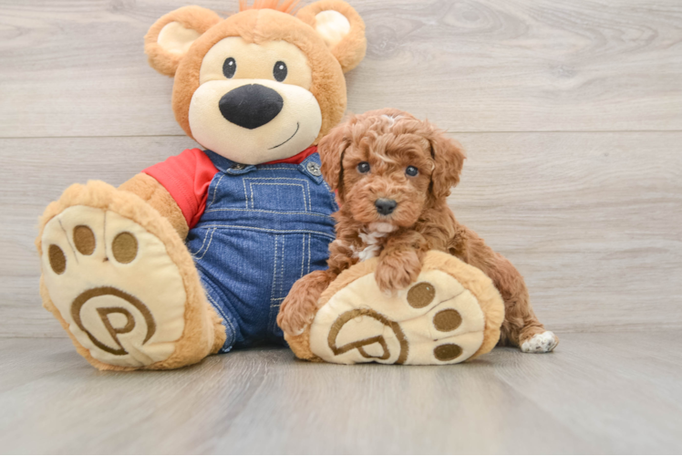 Hypoallergenic Poodle Baby