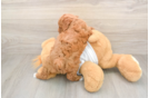Poodle Puppy for Adoption