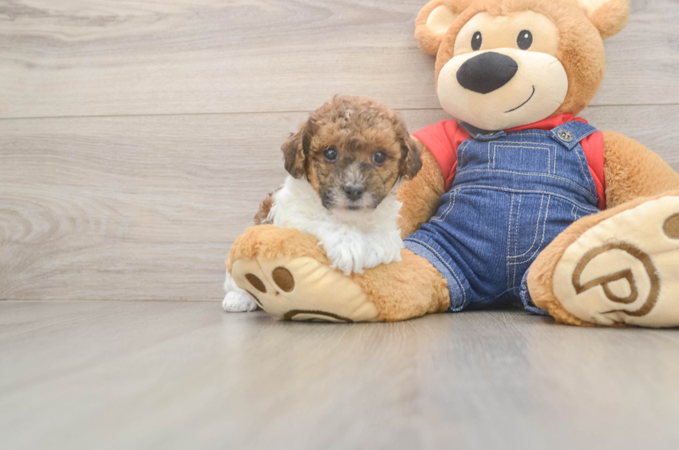 5 week old Poodle Puppy For Sale - Windy City Pups