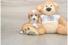 Cute Pudel Purebred Puppy