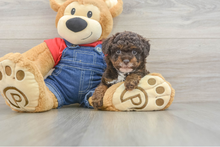 Best Poodle Baby