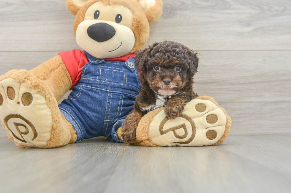 6 week old Poodle Puppy For Sale - Windy City Pups