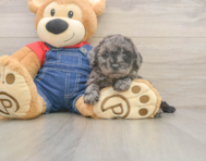 7 week old Poodle Puppy For Sale - Windy City Pups