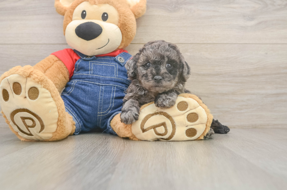 5 week old Poodle Puppy For Sale - Windy City Pups