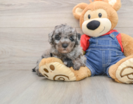 7 week old Poodle Puppy For Sale - Windy City Pups