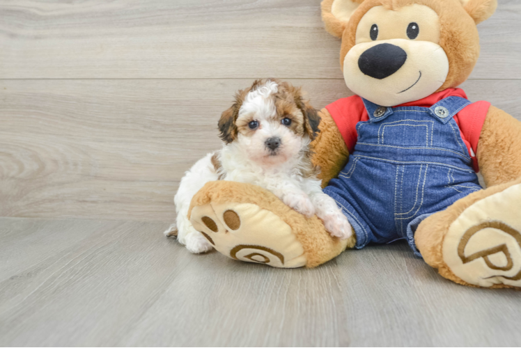 Poodle Puppy for Adoption