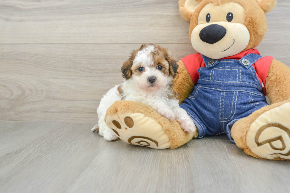 Poodle Puppy for Adoption