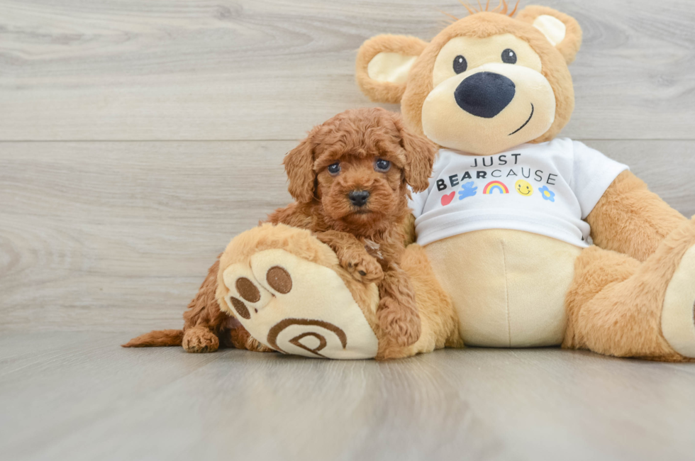 7 week old Poodle Puppy For Sale - Windy City Pups