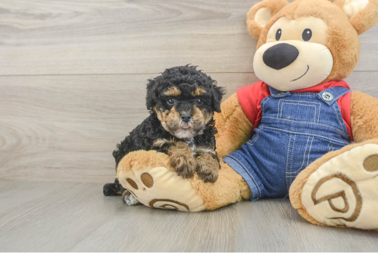 Poodle Puppy for Adoption