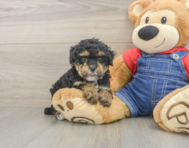8 week old Poodle Puppy For Sale - Windy City Pups