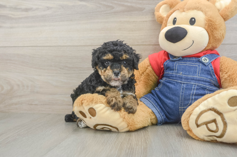 6 week old Poodle Puppy For Sale - Windy City Pups