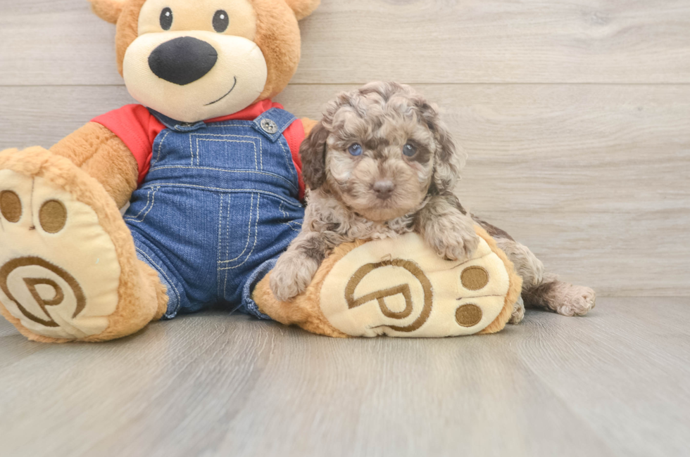 5 week old Poodle Puppy For Sale - Windy City Pups