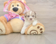 7 week old Poodle Puppy For Sale - Windy City Pups