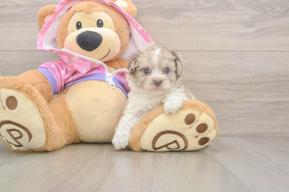 5 week old Poodle Puppy For Sale - Windy City Pups