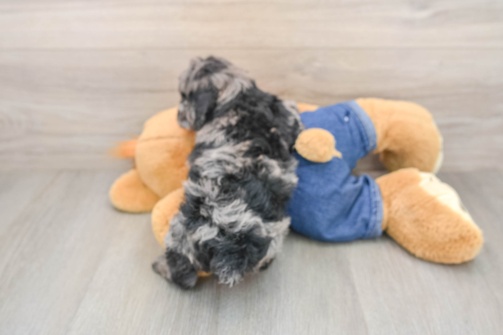 Poodle Puppy for Adoption
