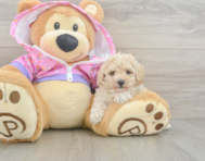 10 week old Poodle Puppy For Sale - Windy City Pups