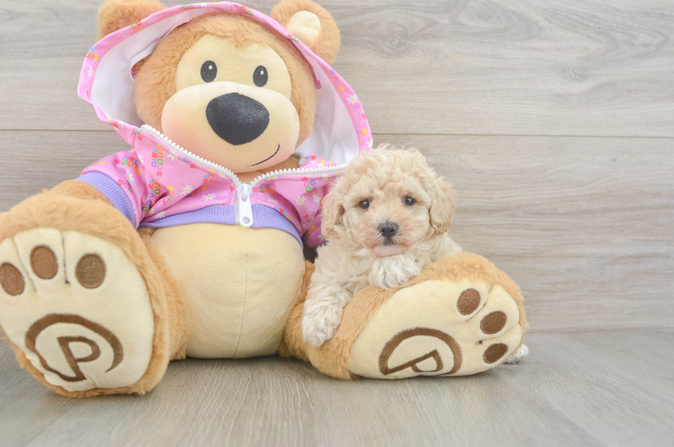 6 week old Poodle Puppy For Sale - Windy City Pups
